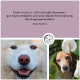 Eine Nahaufnahme eines lächelnden weißen Hundes mit braunen Augen, grünen Blättern und einer weißen Blume. Der Text erwähnt hautfreundliche Inhaltsstoffe und Augengesundheit.