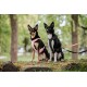 Zwei Hunde, die auf einer grasbewachsenen Fläche sitzen, einer trägt ein pinkes Geschirr und der andere ein schwarzes Geschirr, beide sind angeleint.