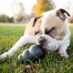 Ein brauner und weißer Bulldogge liegt auf grünem Gras und leckt glücklich an einem schwarzen Kong-Spielzeug in einer sonnigen Umgebung.