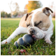 Ein brauner und weißer Bulldogge liegt auf grünem Gras und leckt glücklich an einem schwarzen Kong-Spielzeug in einer sonnigen Umgebung.