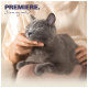 Graue Katze wird sanft von einer Person gestreichelt, mit dem Text „PREMIERE. I love my cat♡“ in der oberen linken Ecke.