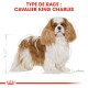Illustration d'un Cavalier King Charles Spaniel avec un pelage marron et blanc, étiqueté "TYPE DE RACE : CAVALIER KING CHARLES."