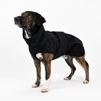 Ein stilvoller Hund in einem schwarzen, kapuzenartigen Mantel, der aufrecht steht und mit einem neugierigen Ausdruck vor einem weißen Hintergrund.