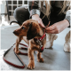 Eine Person befestigt ein rotes Geschirr mit weißen Herzen an einem kleinen braunen Hund und bereitet sich darauf vor, eine passende Leine anzubringen.