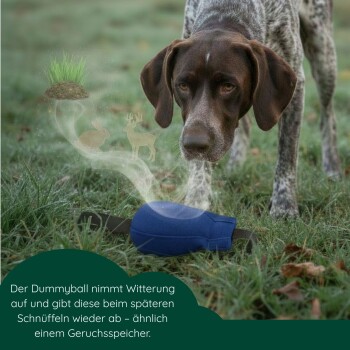 Blau-rotes Hundetrainingsdummy mit grünem Griff und Seil, neben einer 1-Euro-Münze zur Größenvergleich.