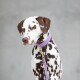 Ein gescheckter Dalmatinerhund mit einem lila Halsband und Leine, der neugierig zur Seite schaut, vor einem neutralen grauen Hintergrund.
