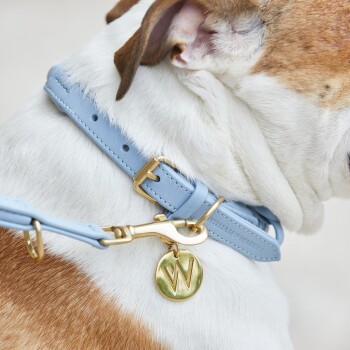 Nahaufnahme des Halses eines Hundes mit einem hellblauen Lederhalsband mit goldener Schnalle und einem runden goldenen Anhänger, der mit einem 'W' graviert ist.
