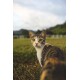 Dreifarbige getigerte Katze mit grünen Augen und weißer Brust in einem grasigen Feld, blickt in die Kamera; unscharfer Zaun und Hügel im Hintergrund.