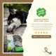 Ein sibirischer Husky kaut auf einem grünen Zahnpflege-Snack, mit einer Verpackung, die 'Dental-Snack mit Erbse-Apfel & Spirulina' zeigt.