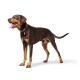 Braun- und hellbrauner, Dobermann-ähnlicher Hund, stehend, trägt ein braunes Halsband mit Anhänger, Maul offen und Zunge heraus, vor weißem Hintergrund.