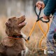 Ein glücklicher brauner Hund mit einem schwarzen Halsband mit orangefarbenem Rand sitzt aufmerksam neben einer Person, die eine 150 cm lange orange-schwarze Leine hält.