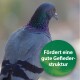 Nahaufnahme einer Taube mit schillernden Federn, mit einem grünen runden Etikett, das liest: "Fördert eine gute Gefiederstruktur."