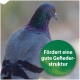 Nahaufnahme einer Taube mit schillernden Federn, mit einem grünen runden Etikett, das liest: "Fördert eine gute Gefiederstruktur."