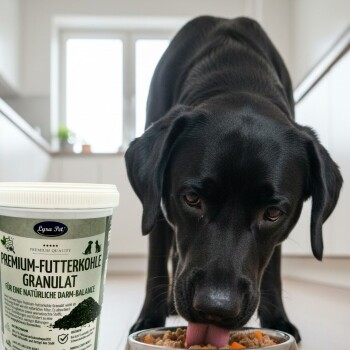 Schwarzer Labrador leckt Kroketten aus einer Schale neben einer Dose mit der Aufschrift „Premium‑Futterkohle Granulat“ (Lyra Pet).