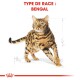 Illustration d'un chat Bengal en mouvement, avec des rayures et des taches audacieuses, étiquetée "TYPE DE RACE : BENGAL" en texte rouge au-dessus.