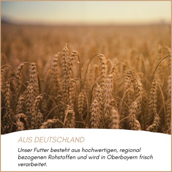 Nahaufnahme eines goldenen Weizenfeldes mit deutschem Text über hochwertige, regionale Futtermittelzutaten, frisch verarbeitet in Oberbayern.