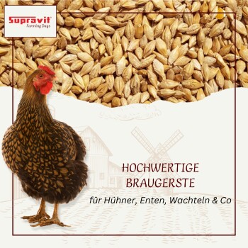 Hühnerfutter mit Gerstenkörnern, beschriftet mit „BRAUGERSTE“, energiereiches Ergänzungsfutter für Hühner und Tauben auf Deutsch.