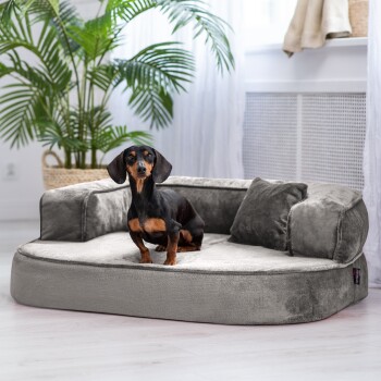 Ein schwarz-brauner Dackel sitzt auf einem plüschigen grauen Haustierbett mit einem kleinen Kissen, umgeben von einer hellen Inneneinrichtung mit einer Palme.