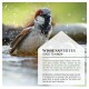 Ein Spatz, der im Wasser badet, umgeben von Spritzern. Textüberlagerung lautet 'WISSENSWERTES GOOD TO KNOW' mit Tipps zu Vogelbädern.