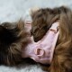 Eine getigerte Katze mit einem hellrosa Geschirr und Leine, die selbstbewusst vor einem weißen Hintergrund läuft.
