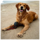 Golden Retriever liegt auf nassem Sand mit einem schwarzen Ballspielzeug an einem roten Seil, lächelt in die Kamera.