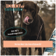 Ein brauner Hund leckt sich die Lippen neben einem Baum, neben einem Sack Haustierfutter. Text: "Mit 30 % Insektenprotein!" und "So lecker im Geschmack!"
