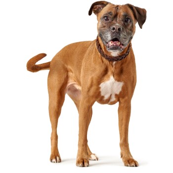 Ein brauner Hund mit einer weißen Brust steht aufrecht und zeigt seinen muskulösen Körperbau und seine aufmerksame Haltung vor einem schlichten weißen Hintergrund.