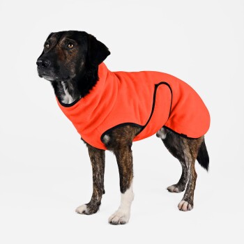 Ein mittelgroßer Hund mit gestromtem Fell, der einen leuchtend orangefarbenen Fleece-Mantel mit schwarzem Rand trägt, steht vor einem weißen Hintergrund.