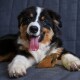 Ein glücklicher Australian Shepherd Hund mit einem schwarz-braun-weißen Fell, der auf einer grauen Couch liegt und spielerisch seine Zunge neben einem Kauspielzeug herausstreckt.