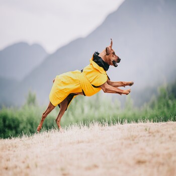 Ein brauner Hund, der einen leuchtend gelben Regenmantel trägt, springt fröhlich über ein grasbewachsenes Feld mit Bergen im Hintergrund.