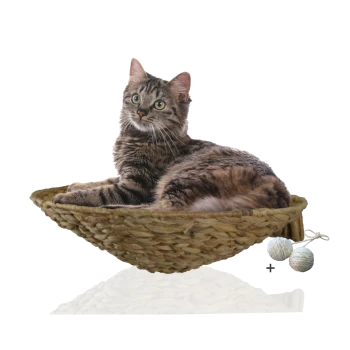 Eine getigerte Katze, die in einem geflochtenen Korb entspannt, begleitet von zwei kleinen Seilbällen, vor einem weißen Hintergrund.
