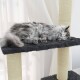 Eine flauschige graue Katze schläft friedlich auf einem dunkelgrauen Katzenbaumregal, mit einem beigen Kratzbaum daneben und durchsichtigen Vorhängen im Hintergrund.
