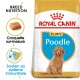 BHN Poodle Puppy 3 kg