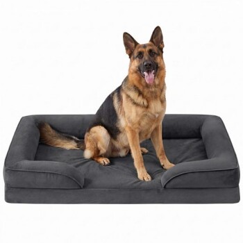 Hellbraun-schwarz gefärbter Deutscher Schäferhund sitzt auf einem großen, grauen, rechteckigen Hundebett mit erhöhten Seiten.