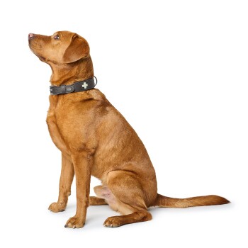 Brauner Hund sitzt vor weißem Hintergrund, trägt ein graues Halsband mit grünem medizinischem Kreuz und blickt nach oben.