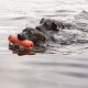 Deux chiens noirs nagent dans un plan d'eau calme, l'un portant un jouet en caoutchouc orange dans sa bouche.