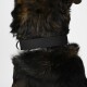 Biothane Halsband Schwarz schwarz L