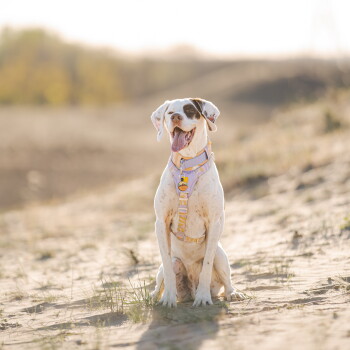 Weißer Hund mit braunem Augenfleck sitzt auf sandigen Dünen, trägt ein lavendel-gelbes Geschirr und eine runde gelbe Identifikationsmarke