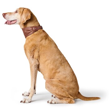 Großer hellbrauner Hund sitzt im Profil mit heraushängender Zunge, trägt ein braunes Lederhalsband mit Metallschnalle vor weißem Hintergrund.