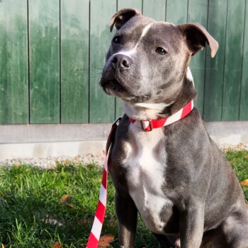 Barkalot Hundehalsband Recyceltes Polyester weiß/ rot S