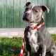 Barkalot Hundehalsband Recyceltes Polyester weiß/ rot S