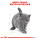 Een speelse grijze Britse Korthaar kitten met grote bruine ogen, geïllustreerd in een schetsstijl met "RASBEREIK: BRITSE KORTHAAR" erboven.