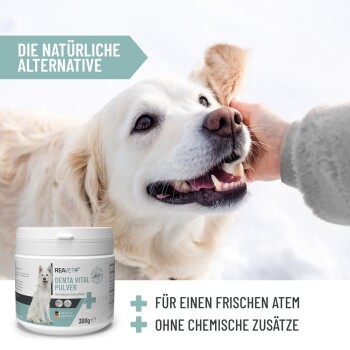 Ein Behälter mit REAVET Denta Vital Pulver (300 g) wird präsentiert, das frischen Atem für Haustiere ohne chemische Zusätze fördert.