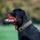 Zwart-bruine Rottweiler met een grijze leren halsband met metalen gesp en een klein rood label, hijgt in een park