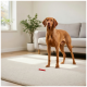 Brauner Hund steht auf einem hellen Teppich im Wohnzimmer neben einem grauen Sofa, rotes Kauspielzeug auf dem Boden, Topfpflanze am Fenster.
