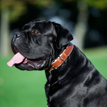 Grote zwarte mastiff-achtige hond in zijaanzicht met een bruine leren halsband, tong uitgestoken, vage groene achtergrond.