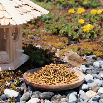 Ein brauner Vogel steht neben einem Holzbrett, das mit Mehlwürmern gefüllt ist, in der Nähe eines Holzvogelhauses, umgeben von grünen Pflanzen und Steinen.