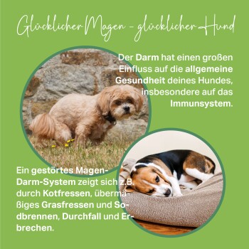 Bild zeigt zwei Hunde: einer schnüffelt draußen am Boden und der andere liegt zusammengerollt auf einem Hundebett. Der Text behandelt die Bedeutung der Darmgesundheit für Hunde.