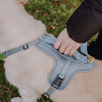 Eine Person passt ein hellgraues Hundegeschirr an einen Golden Retriever an, mit einem gemusterten Riemen und einem goldenen Clip, vor grünem Gras.