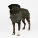 Ein Seitenprofil eines Hundes, der eine stilvolle olivgrüne Jacke mit orangefarbenen Akzenten trägt und im Freien steht.